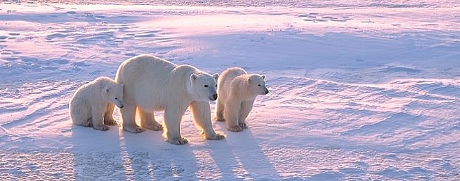 Polar Regions
