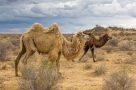 Camels in the Kyzlkum Desert, Uzbekistan