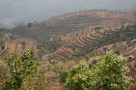 Hillside terraces near Bandipur, Nepal. Image by P Morgan