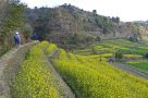 Mustard fields village walk