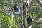 Black and white colobus monkeys, Kilimanjaro National Park. Image by Mr & Mrs Church