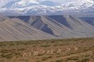 Mount kailash tibet wild ass