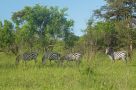 Zebras, Lake Mburo National Park