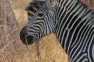Safari wildlife - Zebra near Kakuli. Image by J Limburn-Turner