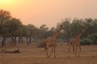 Safari wildlife - giraffes near Kakuli at sunsetImage by J Limburn-Turner