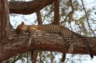 Safari wildlife - leopard. Image by J Limburn-Turner
