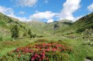 Spring flowers in the Cerces Valley