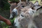 A group of donkeys in Nevache