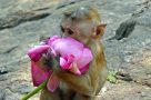 Monkey at the sacred mountain, Mihintale