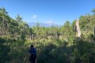 Walking through the pine forest, on trek in Olympos