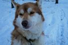 Husky