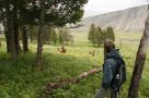 Elk on the Beaver Ponds trail, Yellowstone
