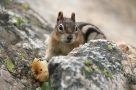 Least Chipmunk