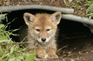 Coyote cub in Tetons NP