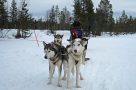 Dog sled team