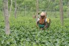 Tea pickers in Assam