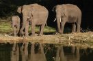 Elephants at Kaziranga National Park