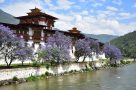 Jacaranda trees at Punakha Dzong