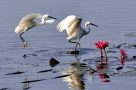 Egrets at Kaziranga National Park, Assam