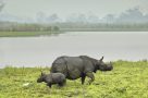 Kaziranga National Park wildlife - Rhino