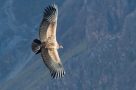 Condor above Colca Canyon