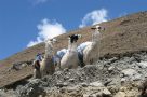 Llamas. Image by K Mason
