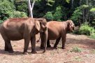 Elephants at the Elephant Valley Project