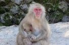 Snow monkeys of Yudanaka Onsen. Image by H Gray