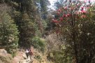 Rhododendron forest. Image by B Witte