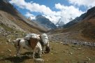 Horses on Trek near Baga La Pass. Image by N Morgan