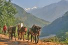 Mule train in Buri Gandakhi Valley. Image by K Reynolds
