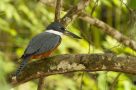 A Ranger Kingfisher at Cano Negro Wildlife Refuge in Costa Rica