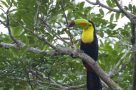 A Keel-billed toucan at Tortugeuro National Park in Costa Rica