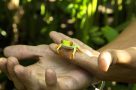Red-eyed tree frog taken in the gardens of Mawamba Lodge in Tortuguero