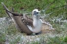 Blue footed booby, seen on safari on the Galapagos Islands