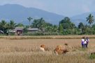 Walking near Luang Namtha. Image by J Lickis