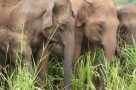 A herd of Elephants in Yala National Park