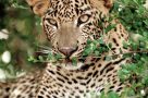 A leopard resting in Yala National Park