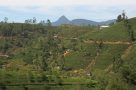 Tea plantations with Adam's Peak in the background