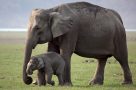 Gentle walking wildlife kerala Wild Asian elephant and baby