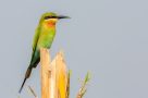 Gentle walking wildlife kerala green Bee Eater in Kumarakom