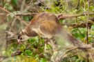 Gentle walking wildlife kerala grizzled giant squirrel
