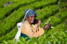 Gentle walking wildlife kerala tea picker munnar