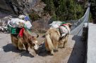 Yak crossing