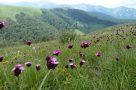 Biogradska Gora flowers