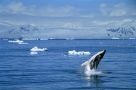 Humpback whale sighting, Antarctica