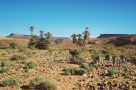 Donkeys among the desert scenery