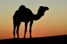 Camel silhouette in the Moroccan sunset
