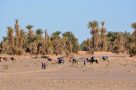 Camels in the Moroccan wilderness