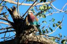 Fantastic bird life, Luvuvhu River, Pafuri